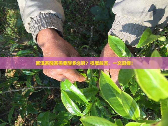 普洱茶醒茶需要醒多久呀