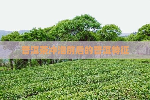 普洱茶的冲泡前后特征