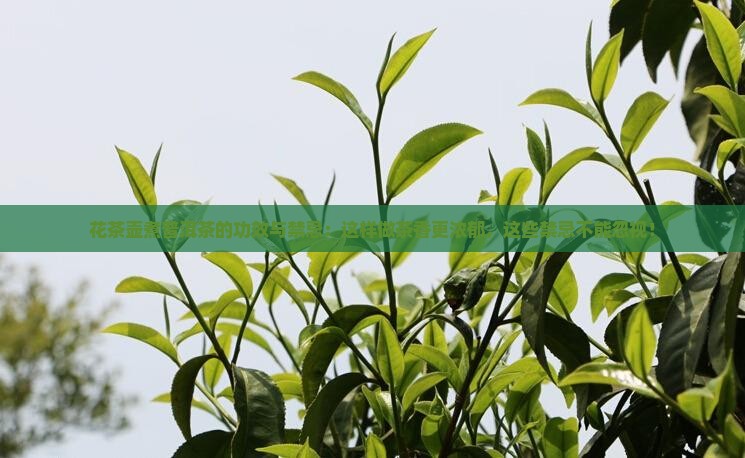 花茶壶煮普洱茶的功效与禁忌