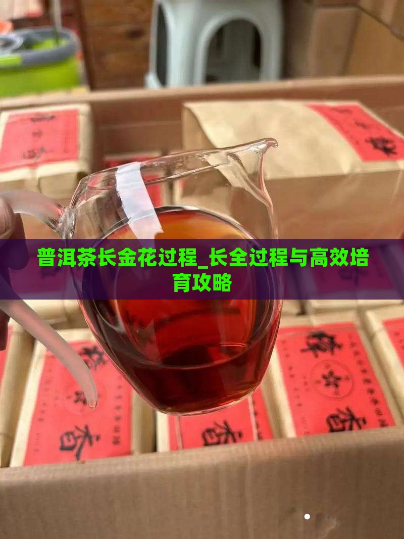 普洱茶长金花过程